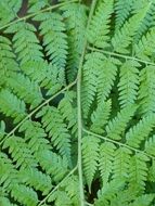 fern bracken leaf green background