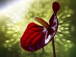 calla red lily flower