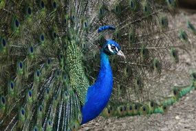 colorful peacock bird