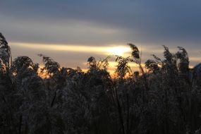 sunset reed glow nature sky