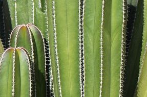 cactus mexican background thorns