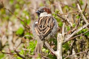 bird animal aviator tit meeting