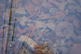 ice water stones leaves frozen