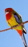 bird tropical parrot colorful