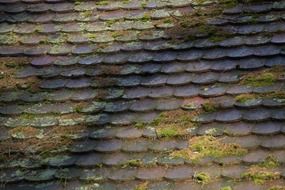 old tiled roof covered with moss