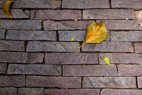 stone wall texture autumn leaf