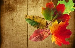 autumn leaves on the wooden board