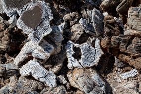 burnt wood background