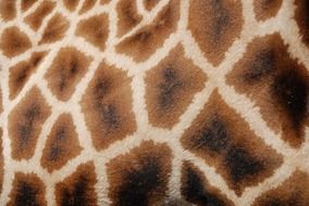 patterns giraffe reticulated