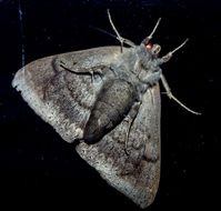 moth large insect grey underside