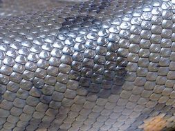 shiny snake skin animal texture