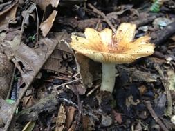 fungus soil moisture forest