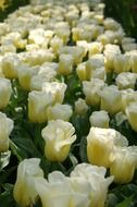 White Dutch flowers