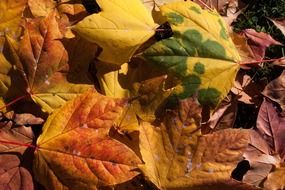 colorful autumn leaves fallen down