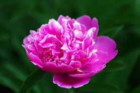 flower peony pink spring nature
