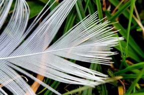 white feathers macro birds plumage