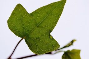 background with ivy leaf