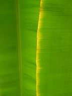 banana sheet musa foliage green