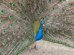 colorful plumage of the peacock