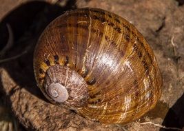 giant panda snail