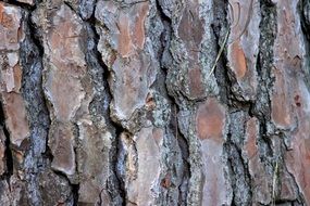 bark of pine tree close up