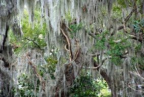 nature trees wild jungle florida