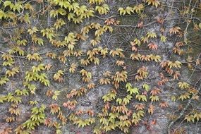 entwine leaves autumn nature