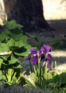 iris purple flowers plants green