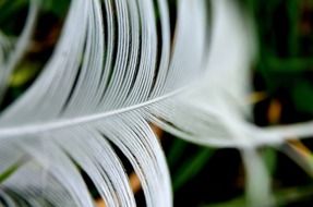 feathers bird wing wildlife white