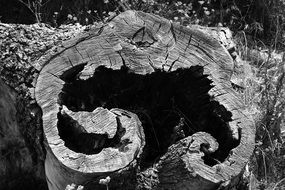 tree stump cut nature wood