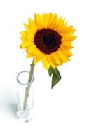 sunflower in a vase