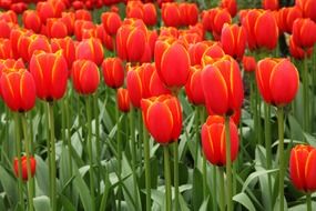 bright red tulips in the greenhouse