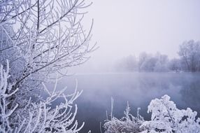 winter water trees snow vegetation