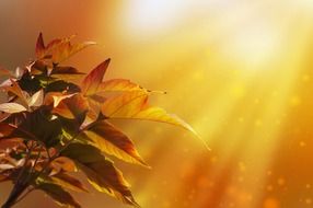 background maple leaves autumn