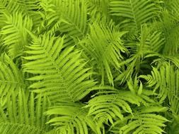 fern leaves plants