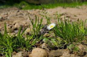 flower grass macro nature seasons