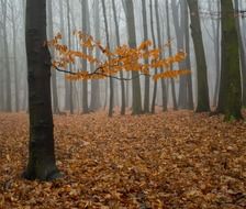 fog forest nature tree winter