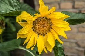 bud of a sunflower on a background of a brick wall