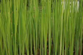 grass green background grassy