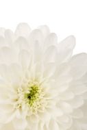 white dahlia on a white background