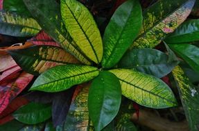 colorful leafs in the nature