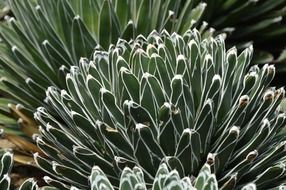 succulents leaves pattern desert