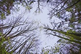 tree crowns in a forest