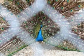 peacock feathers in the zoo