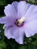 flowers white dew drops water