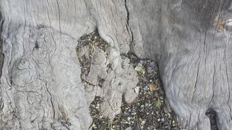 wood tree bark grain stump nature