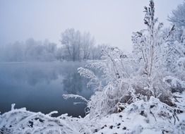 winter landscape, frosted trees at water