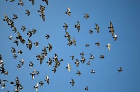 pigeons pigeon bird animal sky