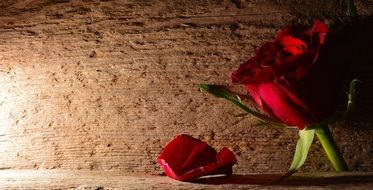 rose red flower blossom bloom In a cave