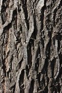 bark wood tree texture pattern